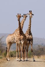 Giraffen Giraffen