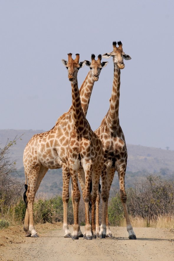 Giraffen Giraffen