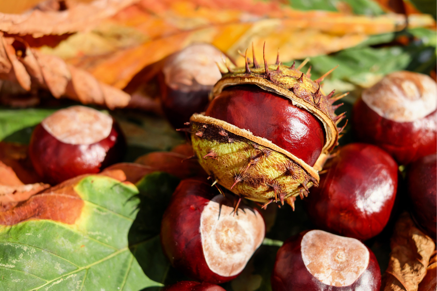 Kastanienfrüchte im Herbst