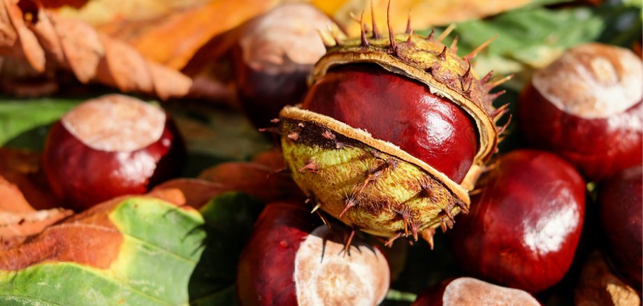Kastanienfrüchte im Herbst Kastanienfrüchte im Herbst