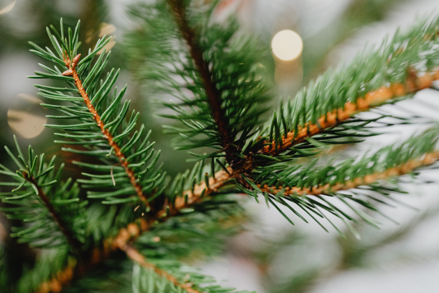 Nachhaltigkeit unter dem Tannenbaum